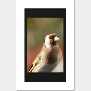 Goldfinch model Posters and Art
